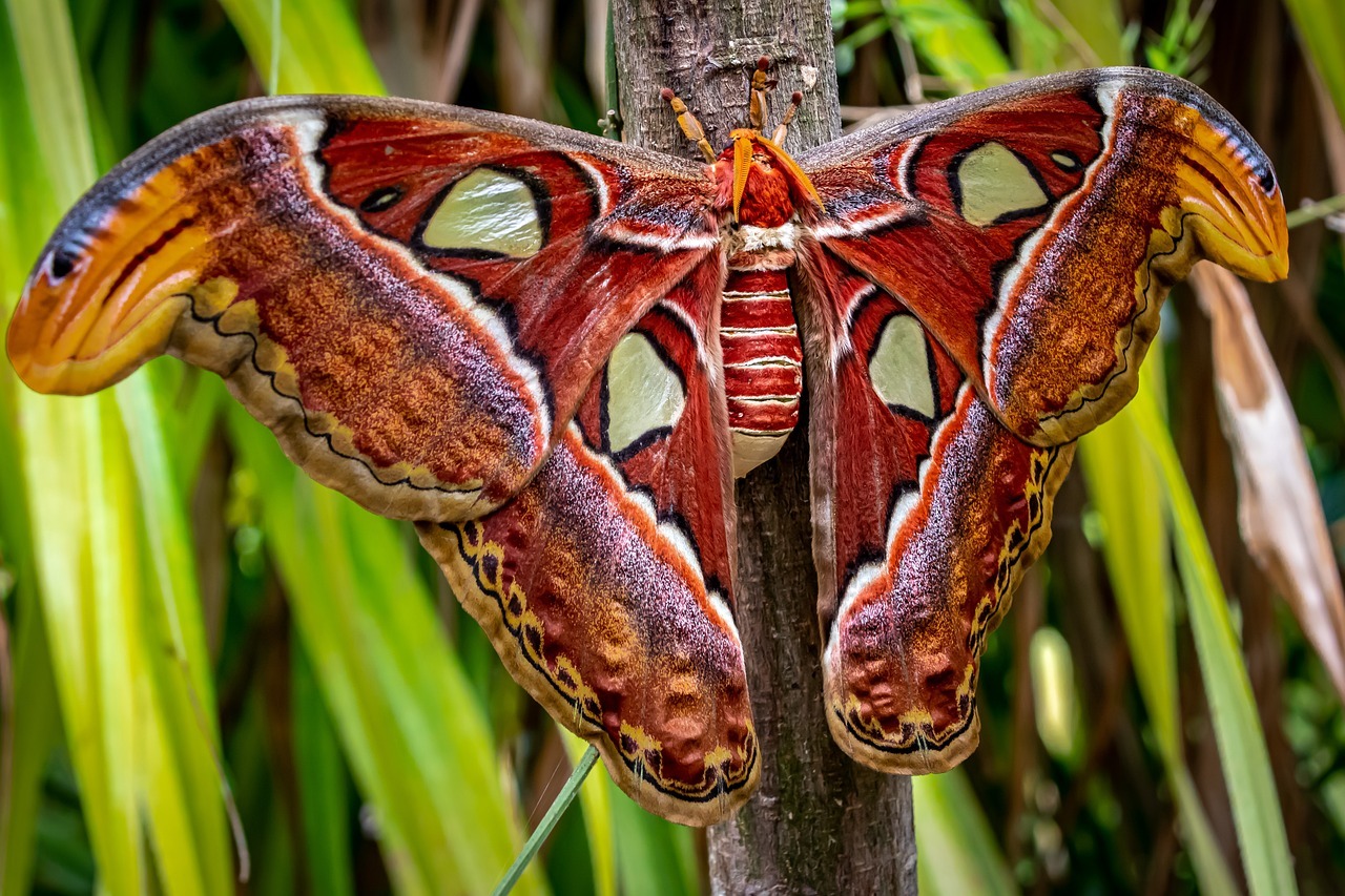 10 of the Largest Insects