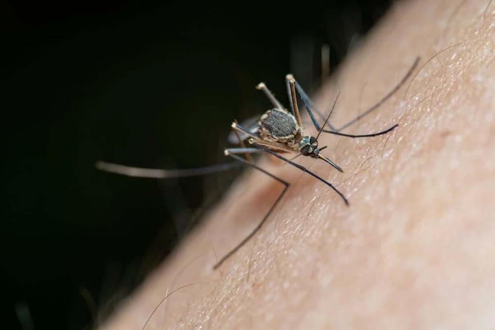 Mosquito on a human skin