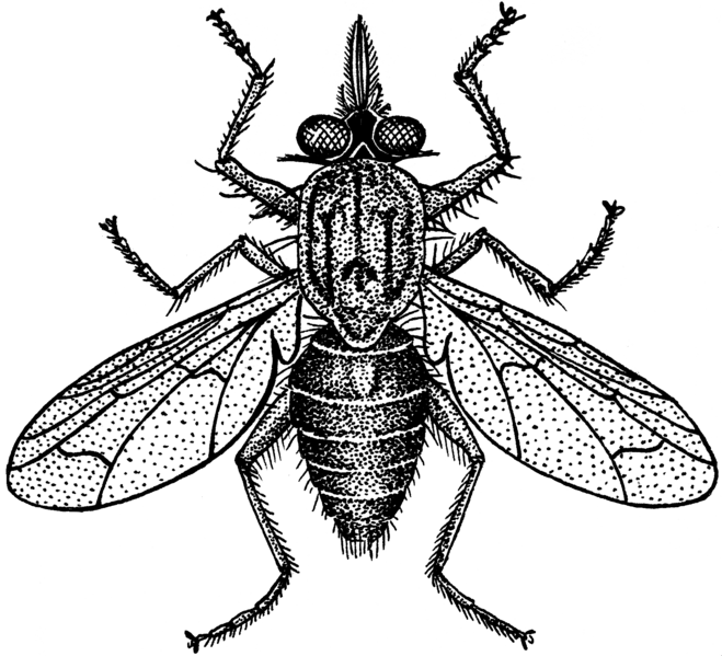 Tsetse fly