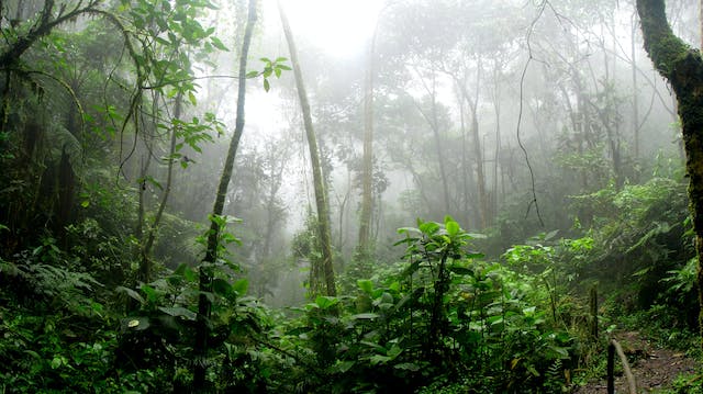 Amazing Rain Forest Creatures