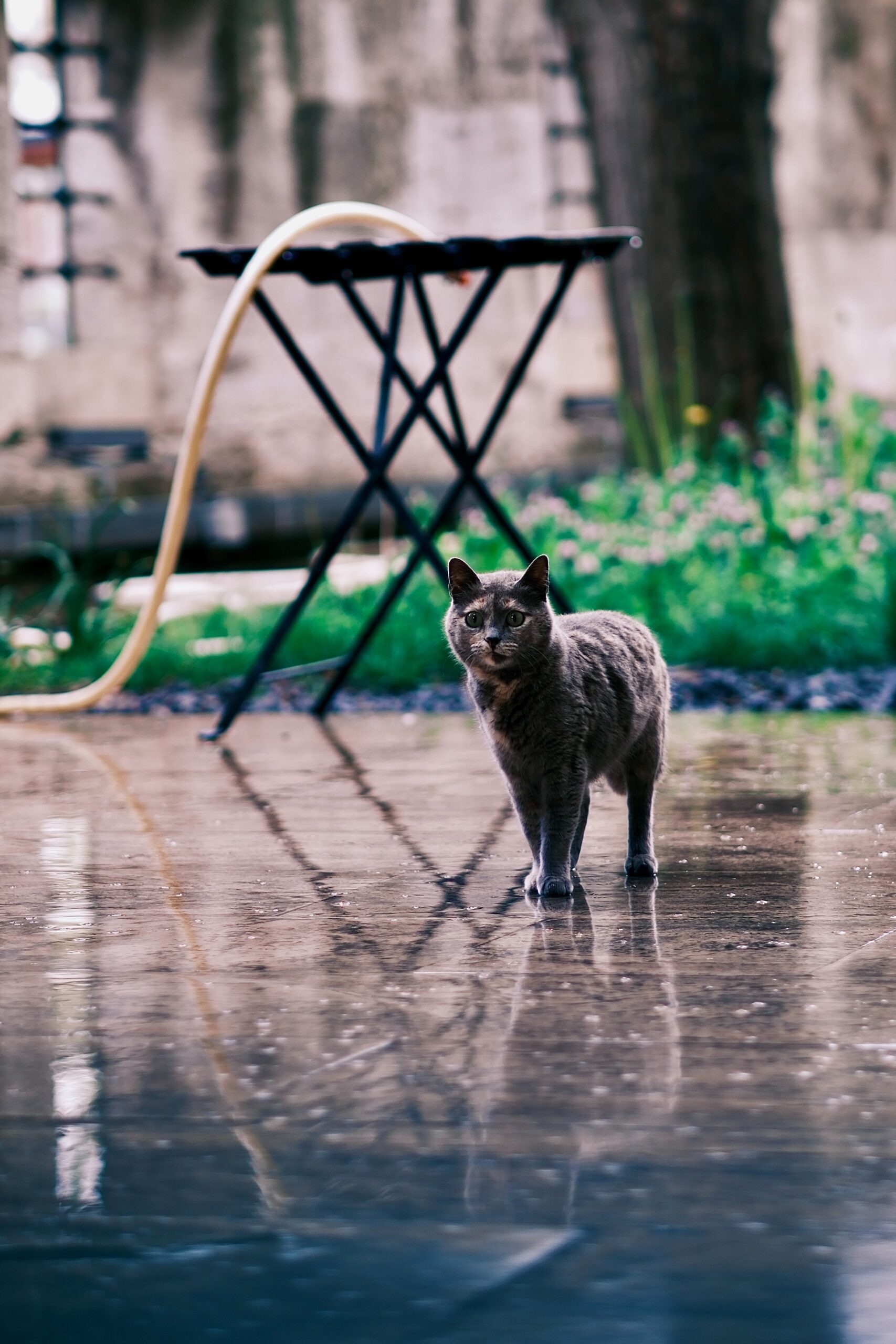 Can It Really Rain Cats and Dogs