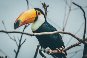 Toucan bird rain forest creature