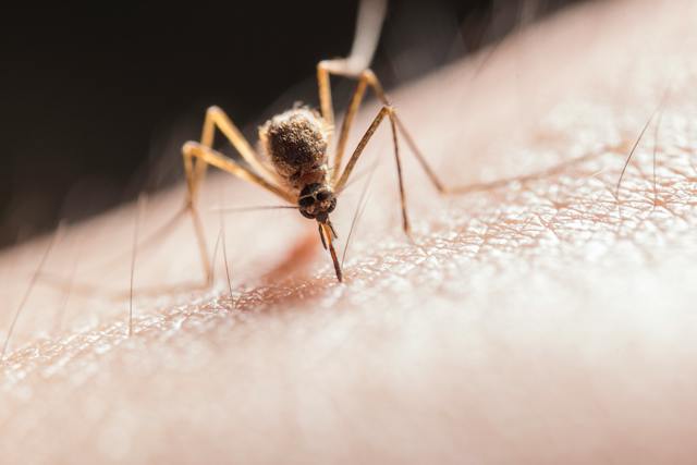 Why Do Mosquito Bites Itch