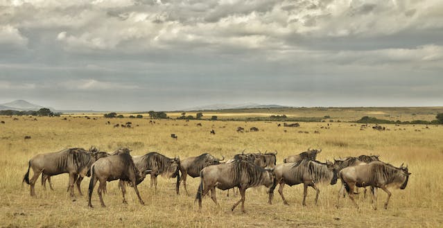 What is the Great Wildebeest Migration