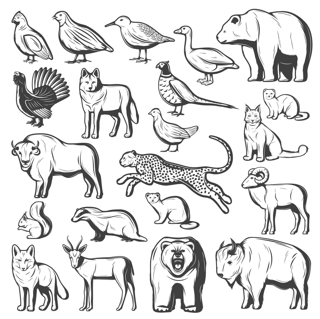 Groups of Animals
