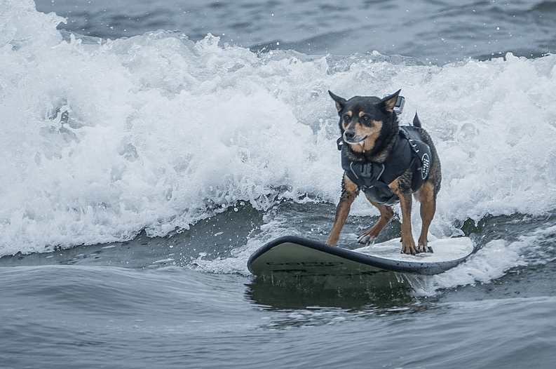 a dog on a surf board