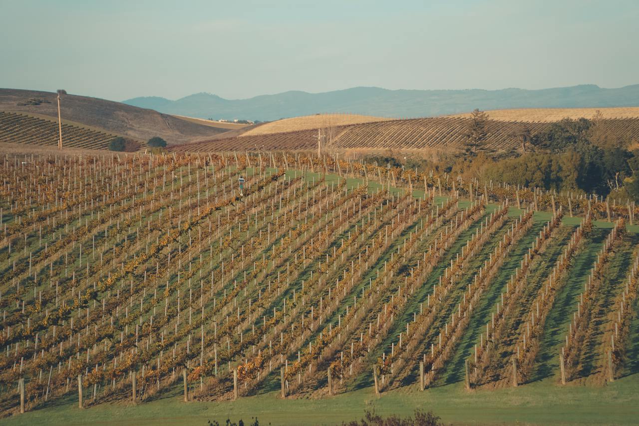 Vineyards in napa valley