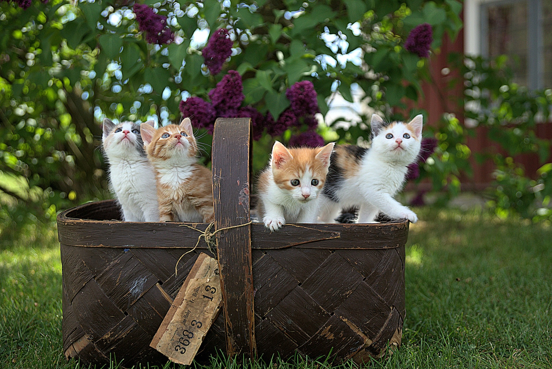 5 Tips to caring for your kittens