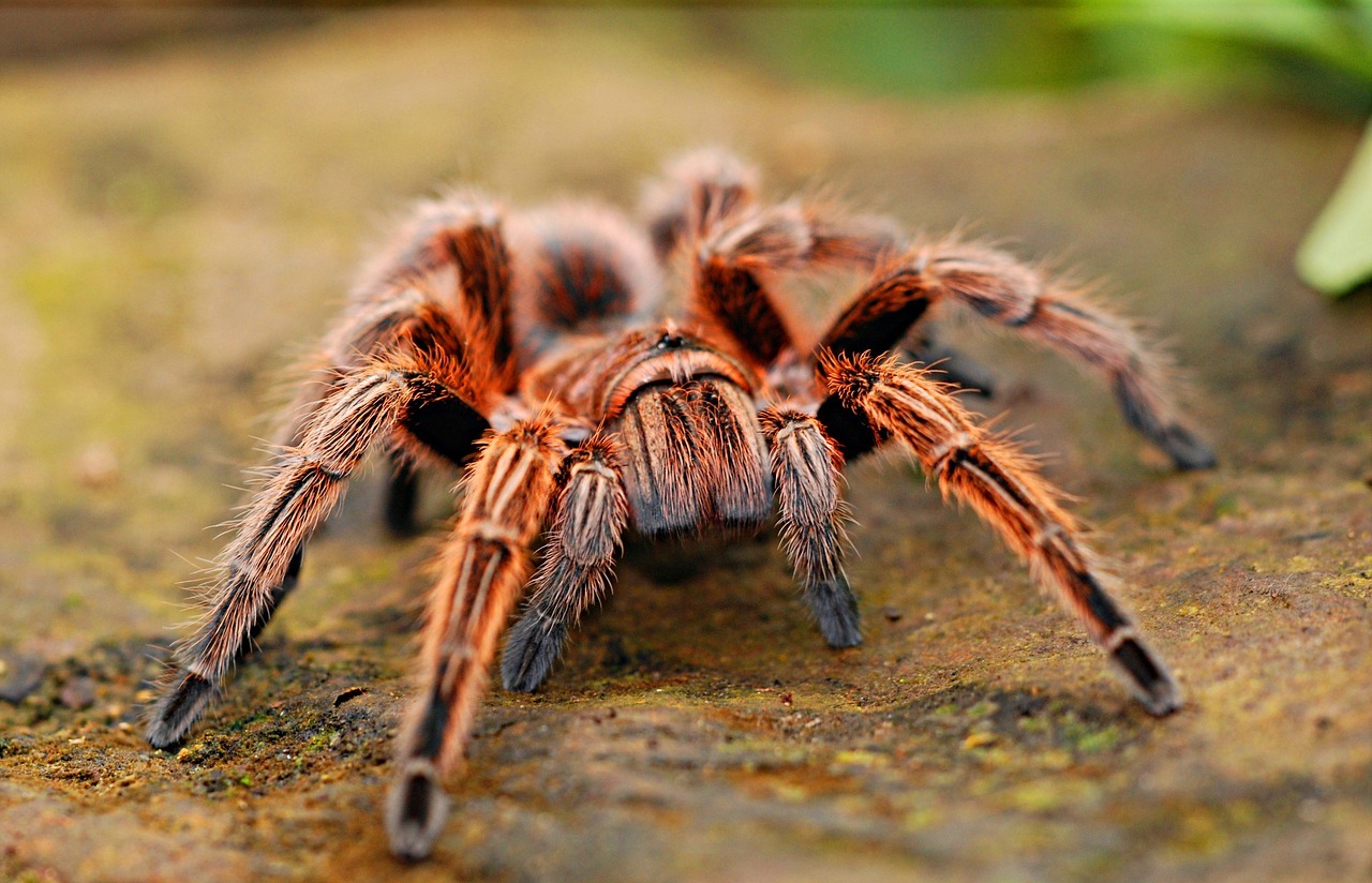 The Strangest and Most Unusual Spiders on Planet Earth