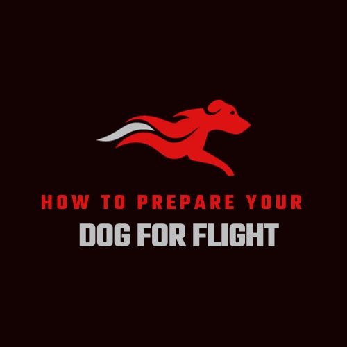 How to Prepare Your Dog for Flight