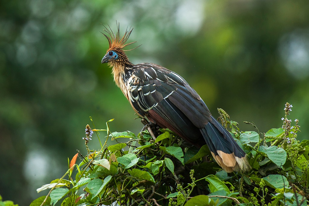 The World’s Most Strange and Unusual Birds