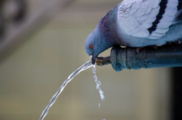 Bird Dirty Water