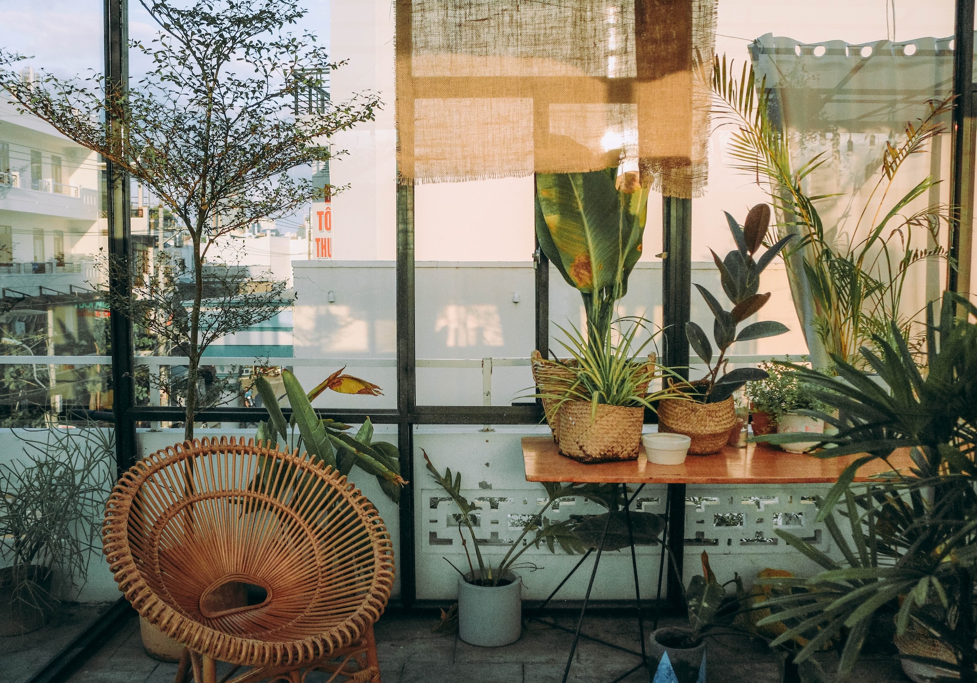 Using Plants to Keep Your Home Healthy