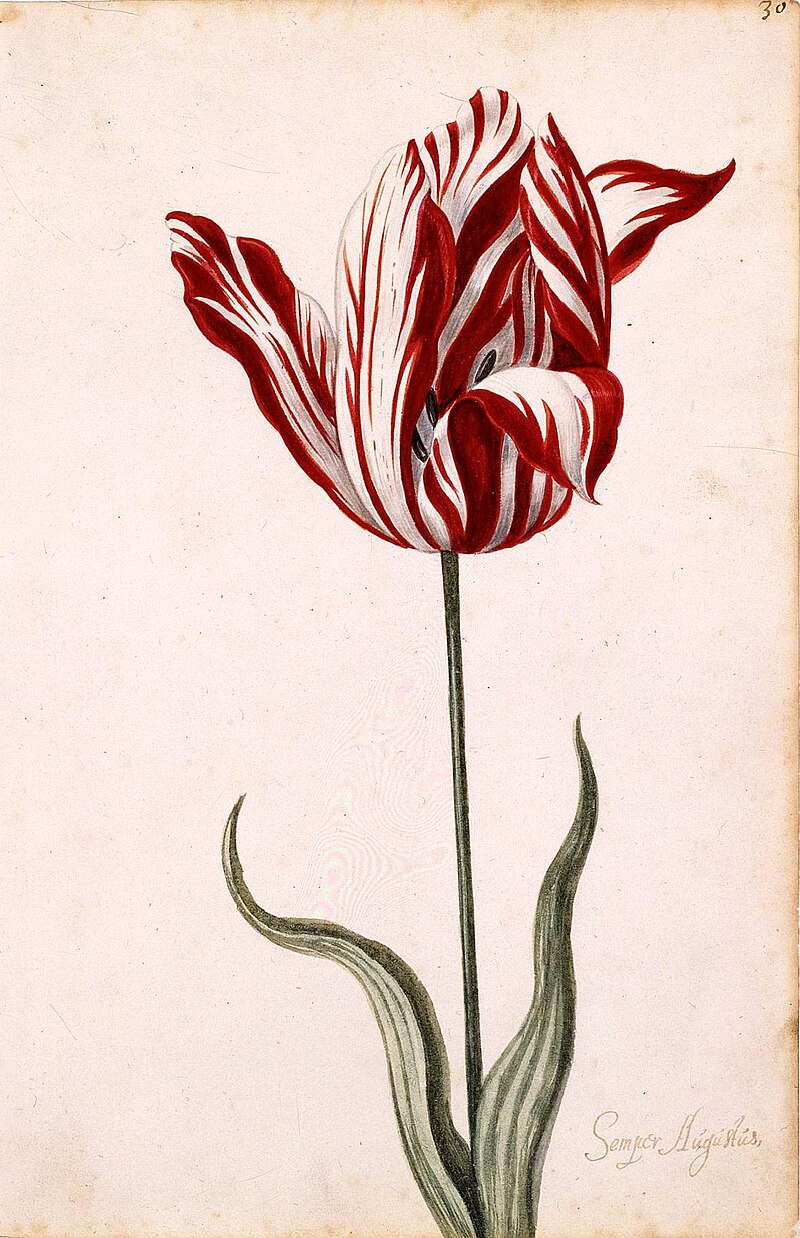The History of Tulip Mania 
