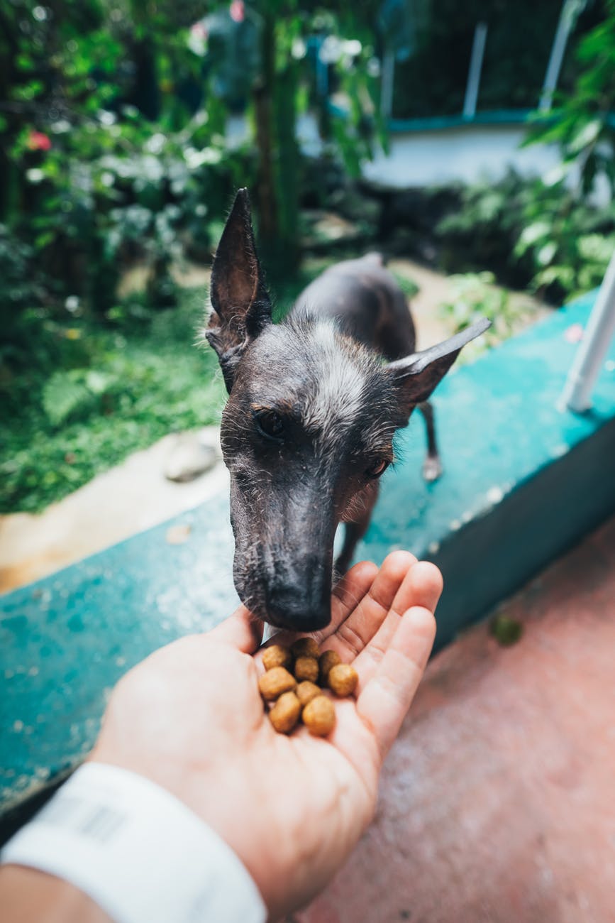 4 things to consider when looking at dog food ingredients