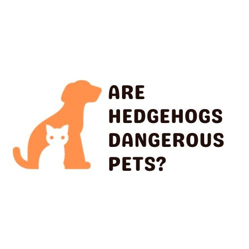 Are Hedgehogs Dangerous Pets?