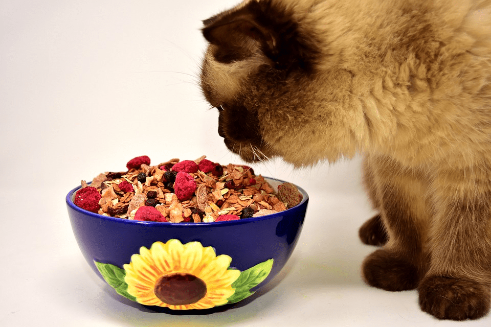 Basic Ways to Feed Your Adorable Cats at Home