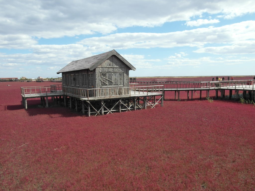 Panjin Red Beach in China