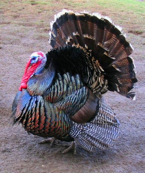 A male turkey