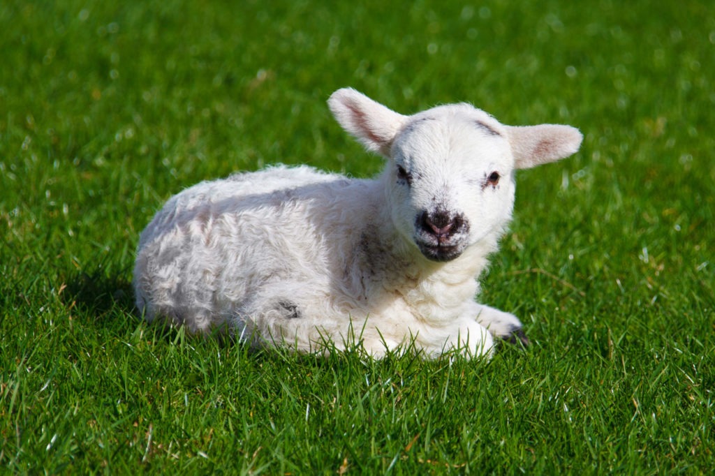 A baby lamb on the grass