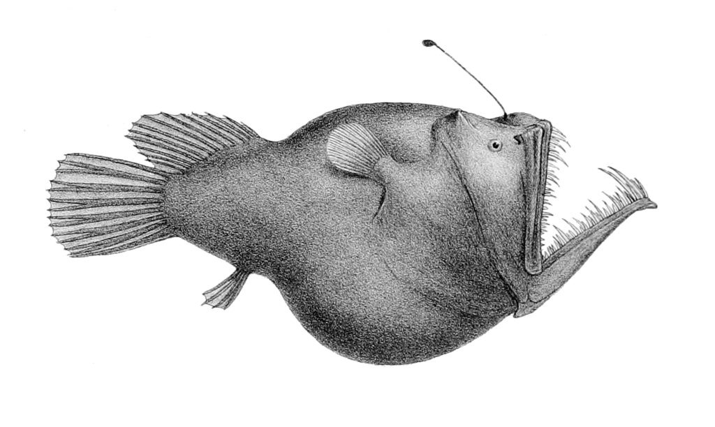 A black-and-white illustration of an anglerfish