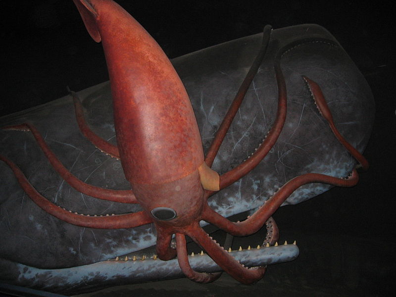 A giant squid attached to a sperm whale