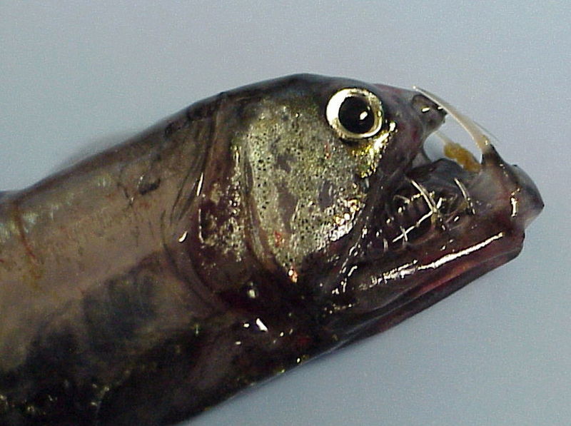 The head of a Pacific viperfish