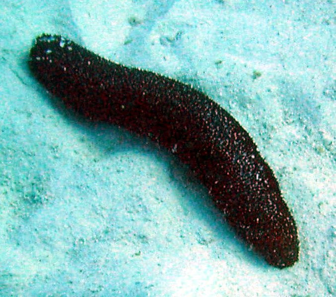 A dark sea cucumber