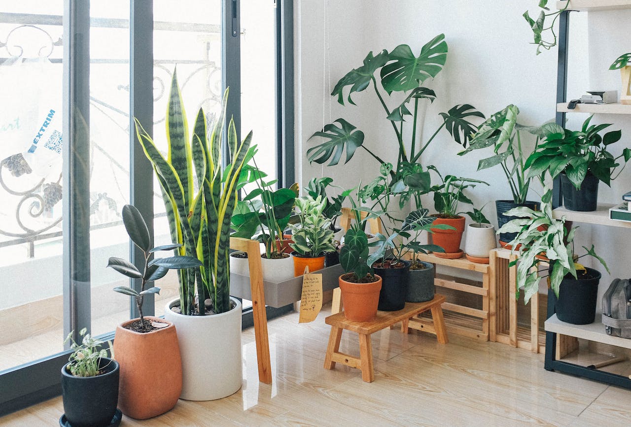9 Houseplants That Will Create Positive Energy In Your Home