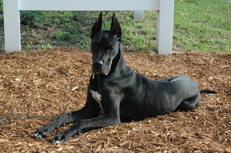 A Black Great Dane puppy with cropped ears