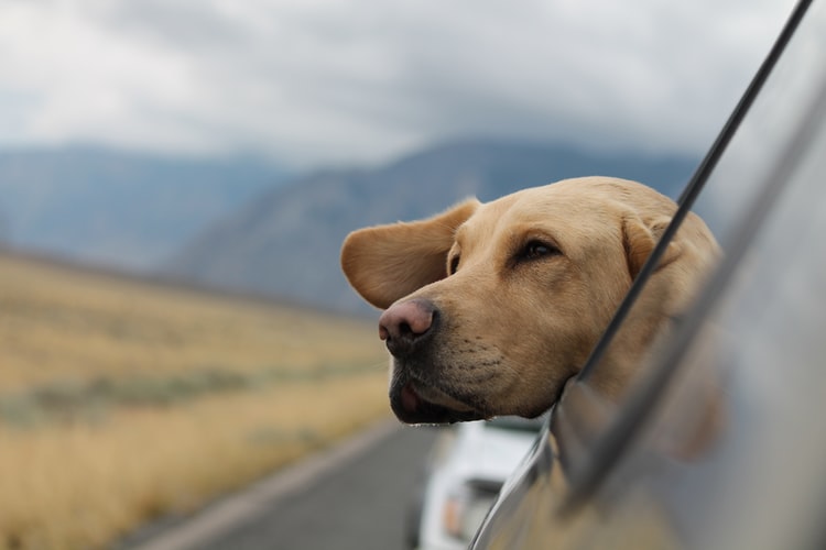 A Labrador breathing fresh air outside from the car’s window