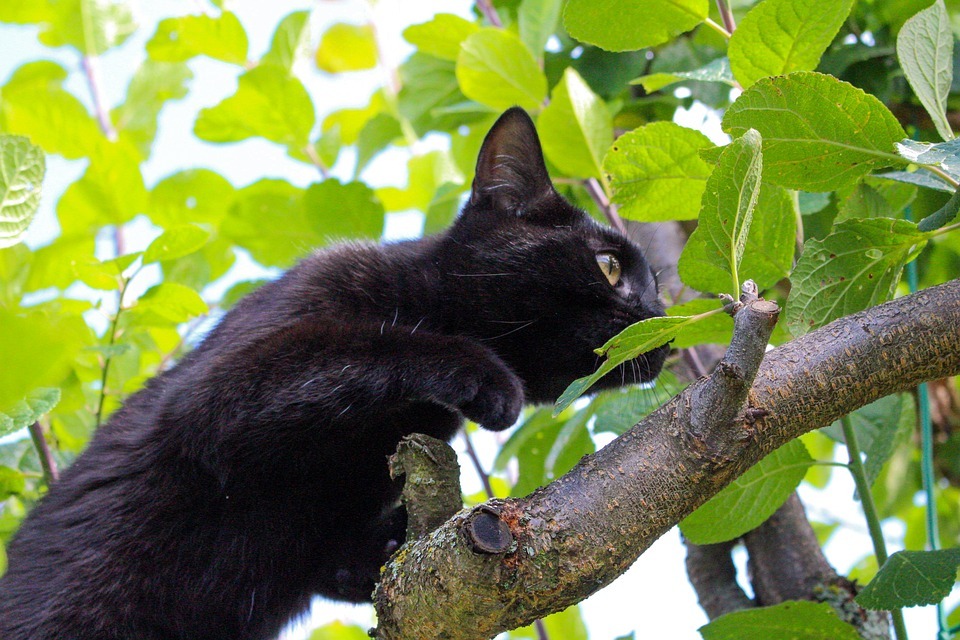 A black cat looking from the branches of a tree