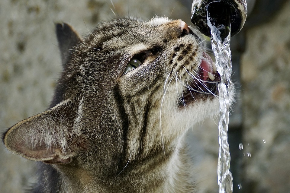 A cat drinking water from a pipe