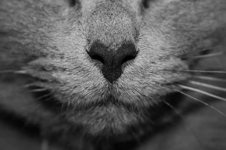 A cat’s nose pad in black and white