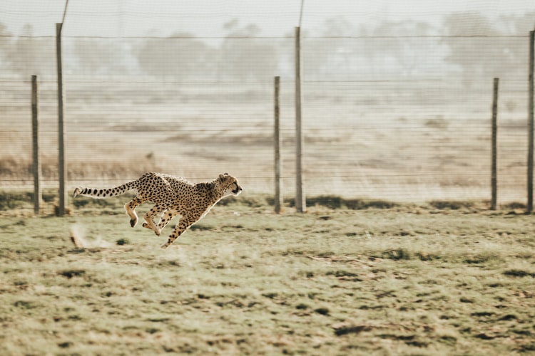 A cheetah running on a field