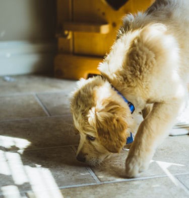A close photo of a long-coated beige dog sniffing the floor