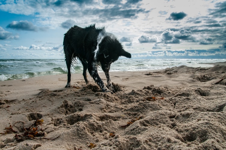 A dog digging on the seashore