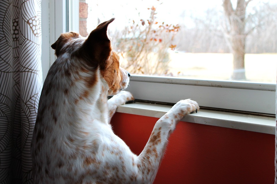A dog looking outside from the window