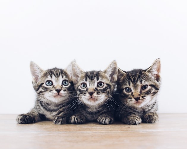 A group of three brown tabby kittens lying on a board