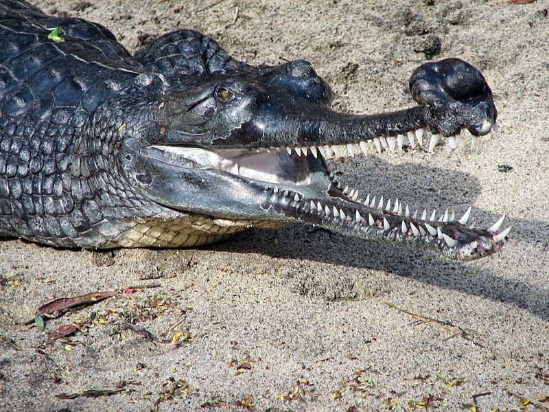 A male Gharial resting on land with its jaw open