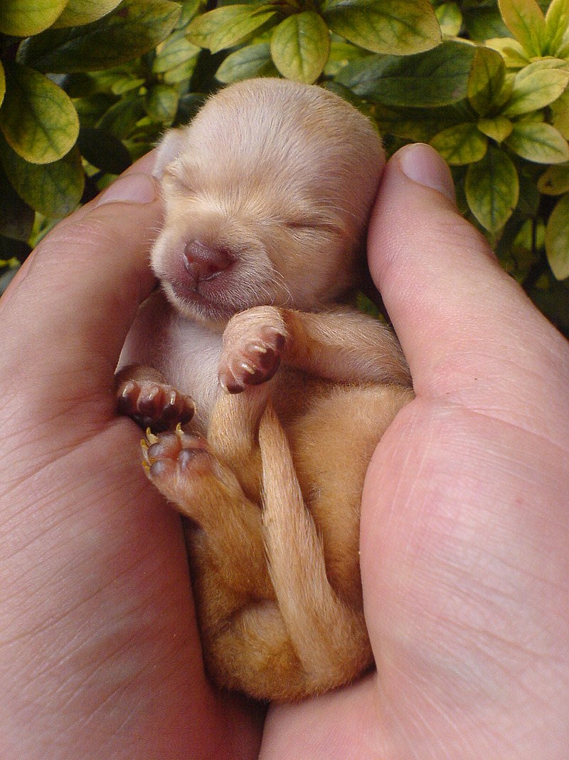 A newly born Chihuahua puppy