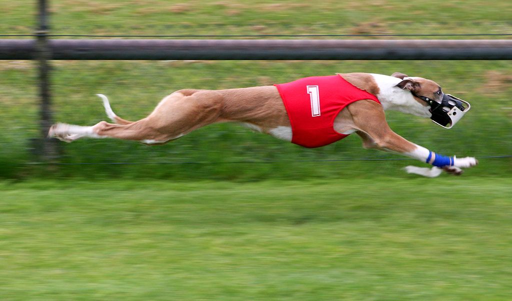 A racing Greyhound at full extension