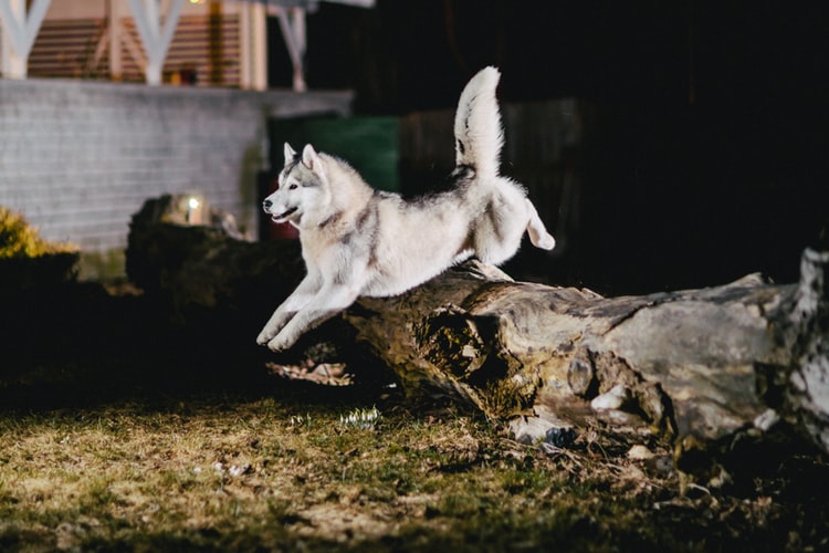 A white Siberian husky jumping over a tree trunk during night time