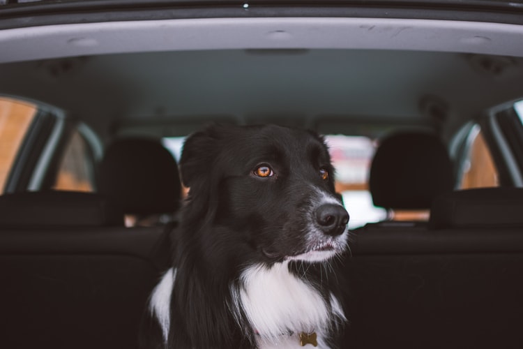 An adult dog alone in a car looking outside