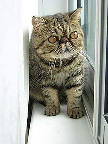 Brown Exotic Shorthair Female Kitten