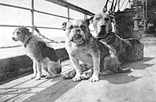 Dogs on board the Titanic
