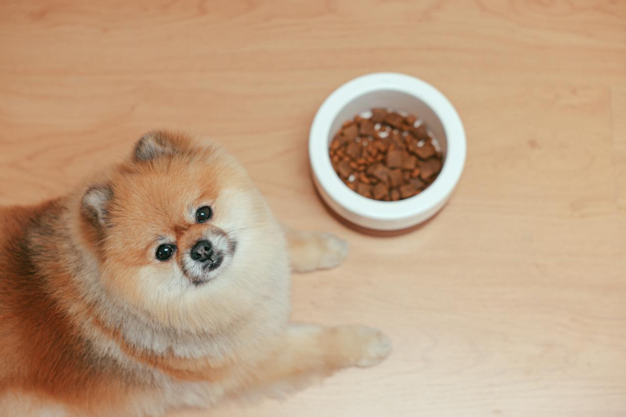 How to Make a Healthy Meal Plan for Your Dogs