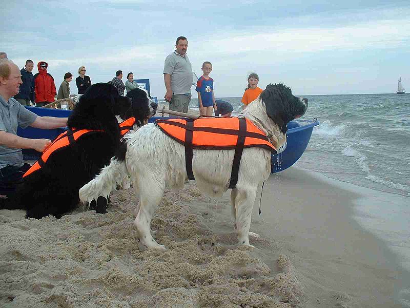 Lifeguard Newfoundland dogs ready to rescue on a beach
