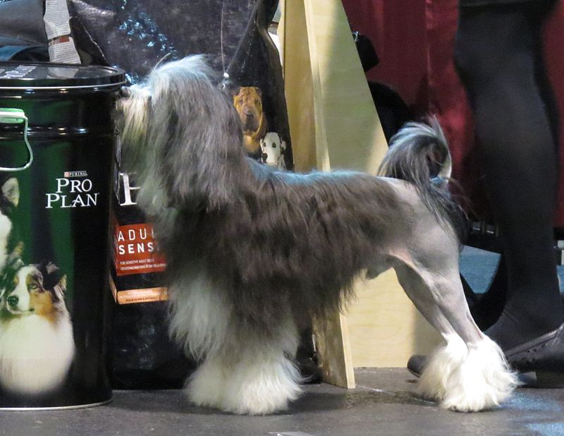 Löwchen at a dogshow