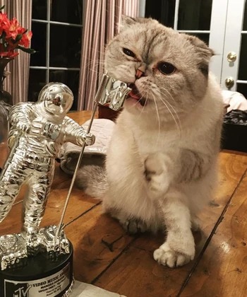 Olivia Benson, Taylor Swift’s cat